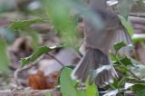 20160418_Westelijke Baardgrasmus_Wageningen_07-staartkenmerk